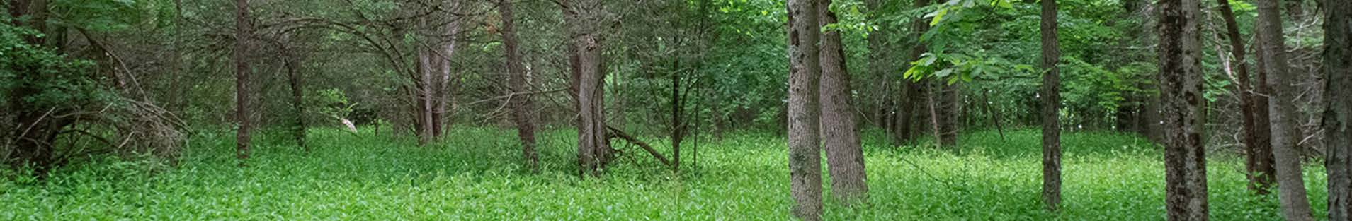 Description for Image 1