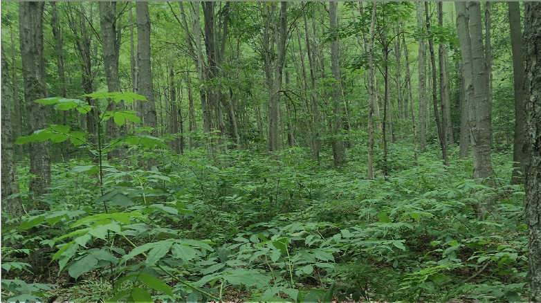 Description for Image 2